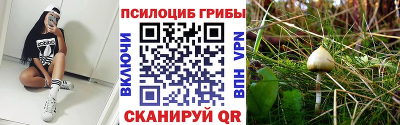 ОМГ ОМГ вход  закладка  Сафоново  Галлюциногенные грибы Psilocybine cubensis 